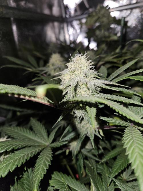 🍌Strawnana Sundae/ Again. Week 12