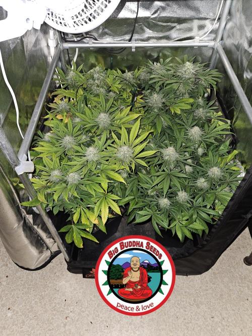 🍌Strawnana Sundae/ Again. Week 13