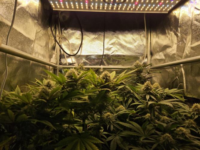 🍌Strawnana Sundae/ Again. Week 13