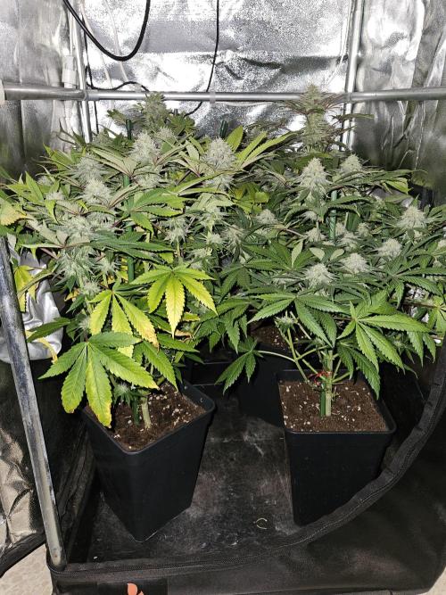 🍌Strawnana Sundae/ Again. Week 13