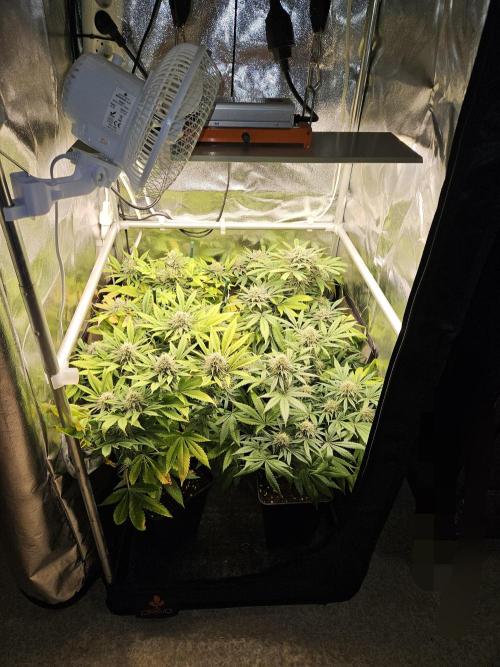 🍌Strawnana Sundae/ Again. Week 13