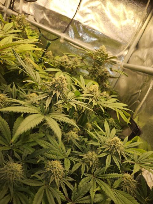 🍌Strawnana Sundae/ Again. Week 13