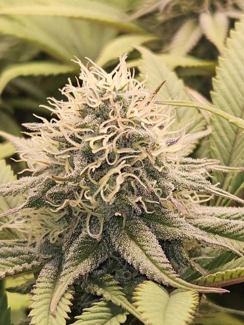 🍌Strawnana Sundae/ Again. Week 13