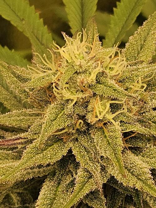 🍌Strawnana Sundae/ Again. Week 13