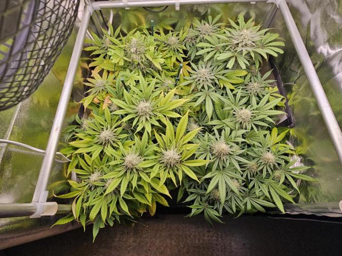 🍌Strawnana Sundae/ Again. Week 13