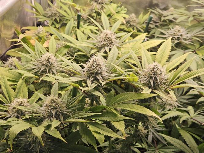 🍌Strawnana Sundae/ Again. Week 13