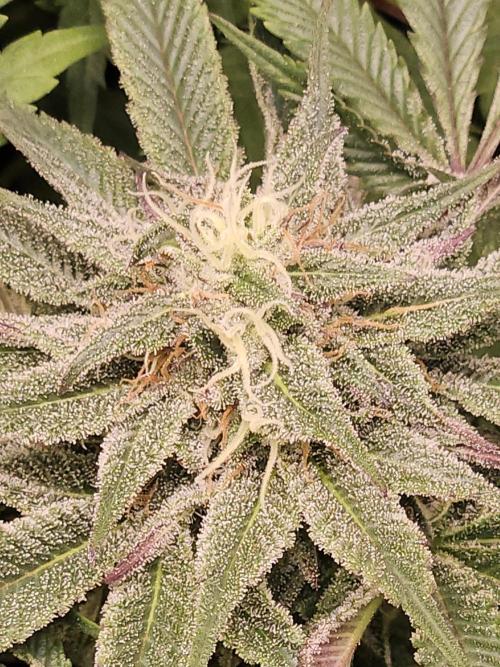 🍌Strawnana Sundae/ Again. Week 13