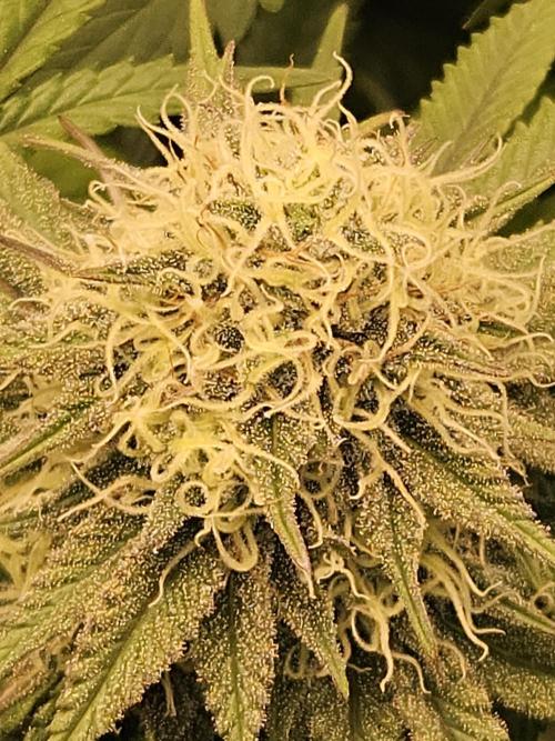 🍌Strawnana Sundae/ Again. Week 13