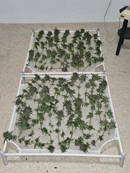 🍌Strawnana Sundae/ Again. Week 14