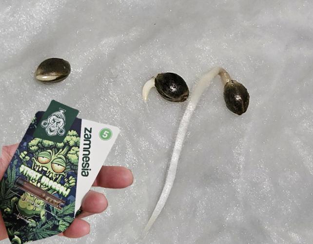 Sticky Broccoli---Eternity Grow Cup 2026. Week 0