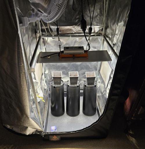 Sticky Broccoli---Eternity Grow Cup 2026. Week 0