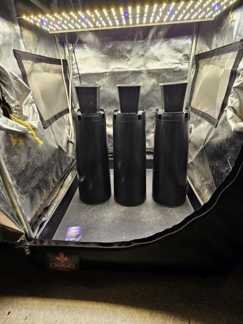 Sticky Broccoli---Eternity Grow Cup 2026. Week 0