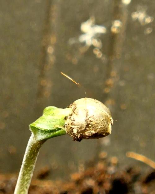 Sticky Broccoli---Eternity Grow Cup 2026