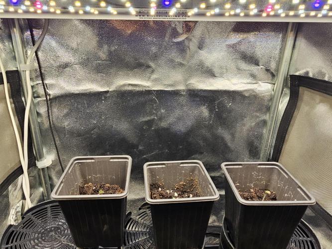 Sticky Broccoli---Eternity Grow Cup 2026. Week 1