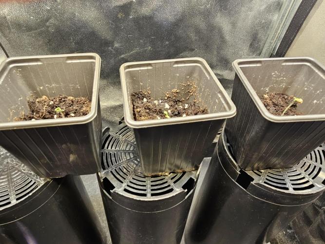 Sticky Broccoli---Eternity Grow Cup 2026. Week 1