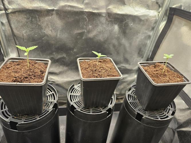 Sticky Broccoli---Eternity Grow Cup 2026. Week 2