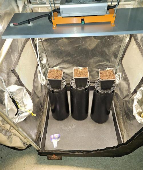 Sticky Broccoli---Eternity Grow Cup 2026. Week 2