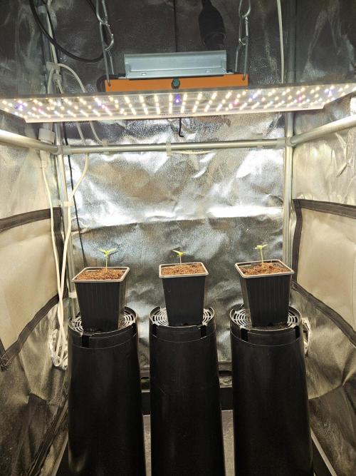 Sticky Broccoli---Eternity Grow Cup 2026. Week 2