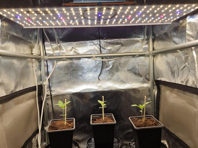 Sticky Broccoli---Eternity Grow Cup 2026. Week 3
