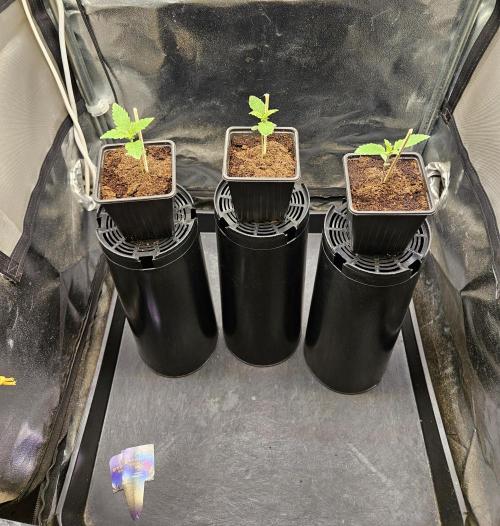 Sticky Broccoli---Eternity Grow Cup 2026. Week 3