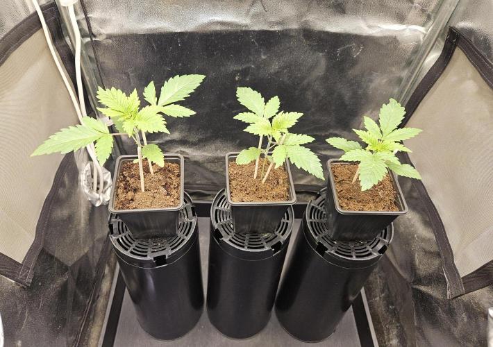 🐭-Sticky Broccoli-🐭. Week 4