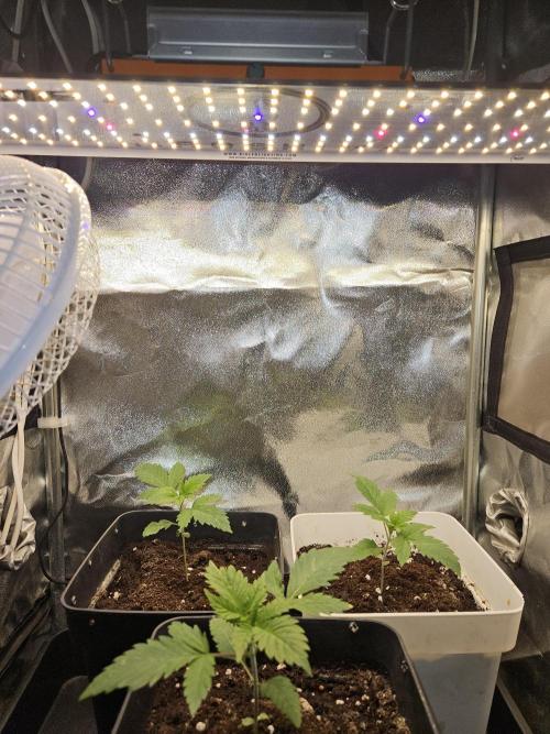 🐭-Sticky Broccoli-🐭. Week 4