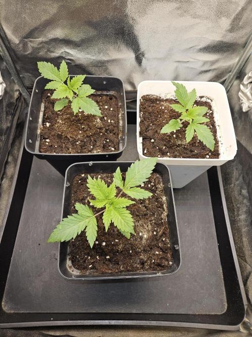 🐭-Sticky Broccoli-🐭. Week 4