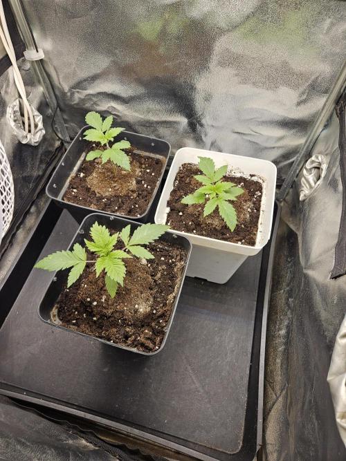 🐭-Sticky Broccoli-🐭. Week 4