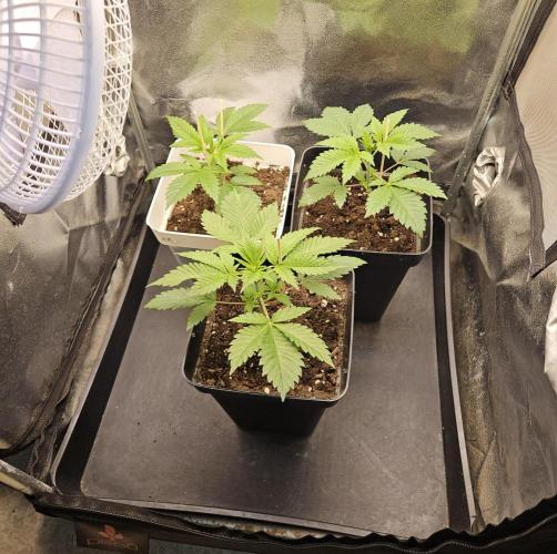 🐭-Sticky Broccoli-🐭. Week 5
