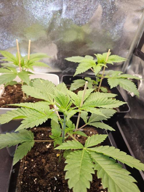 🐭-Sticky Broccoli-🐭. Week 5