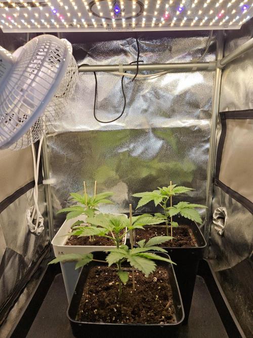 🐭-Sticky Broccoli-🐭. Week 5