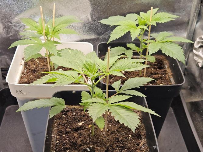 🐭-Sticky Broccoli-🐭. Week 5