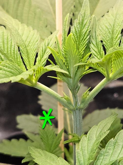 🐭-Sticky Broccoli-🐭. Week 6