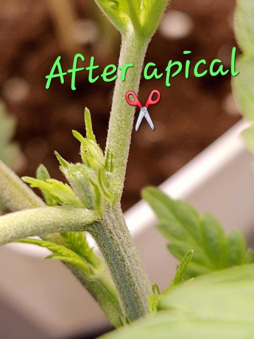 🐭-Sticky Broccoli-🐭. Week 6