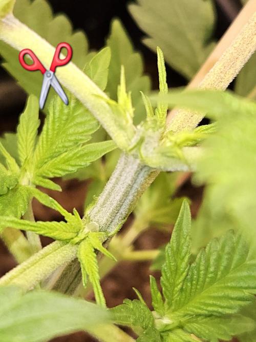 🐭-Sticky Broccoli-🐭. Week 6