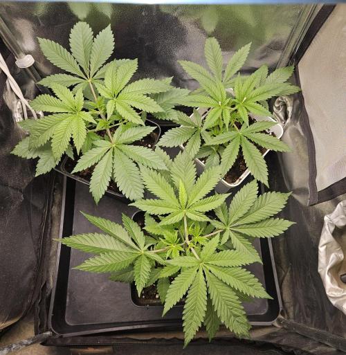 🐭-Sticky Broccoli-🐭. Week 6