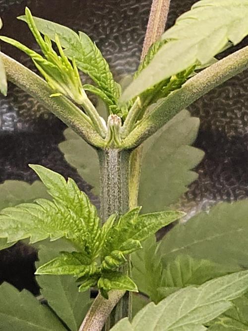 🐭-Sticky Broccoli-🐭. Week 6 - A few days from apical pruning 