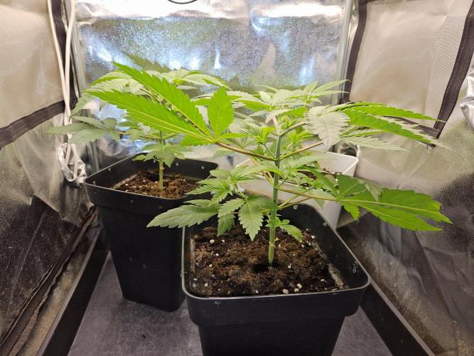 🐭-Sticky Broccoli-🐭. Week 6