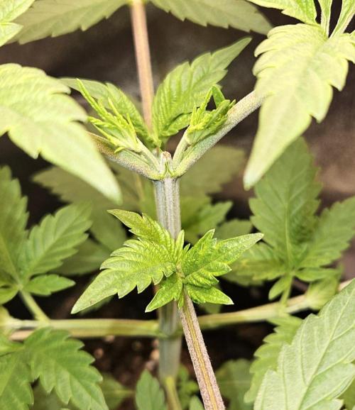 🐭-Sticky Broccoli-🐭. Week 6