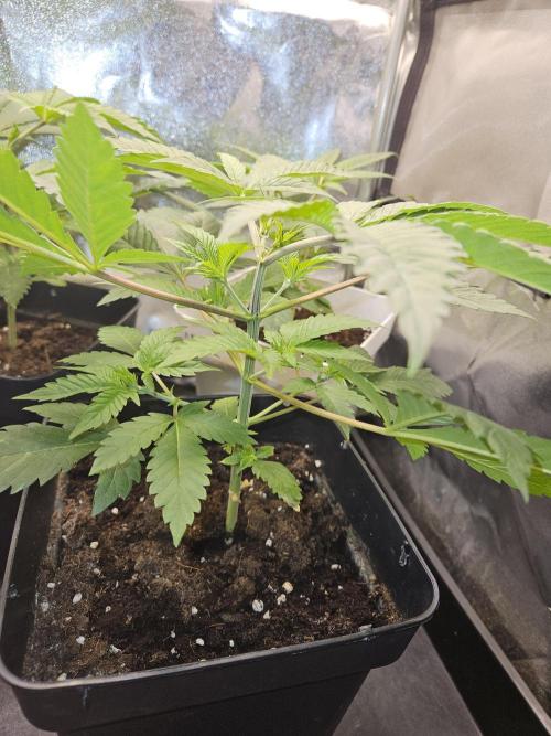 🐭-Sticky Broccoli-🐭. Week 6