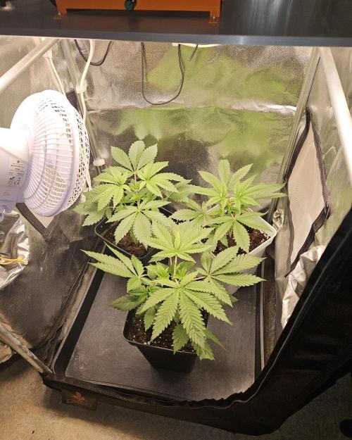 🐭-Sticky Broccoli-🐭. Week 6