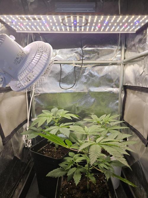🐭-Sticky Broccoli-🐭. Week 6