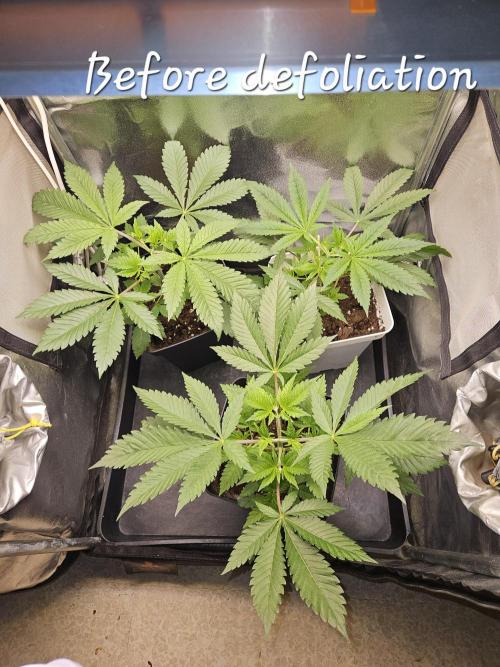 🐭-Sticky Broccoli-🐭. Week 7