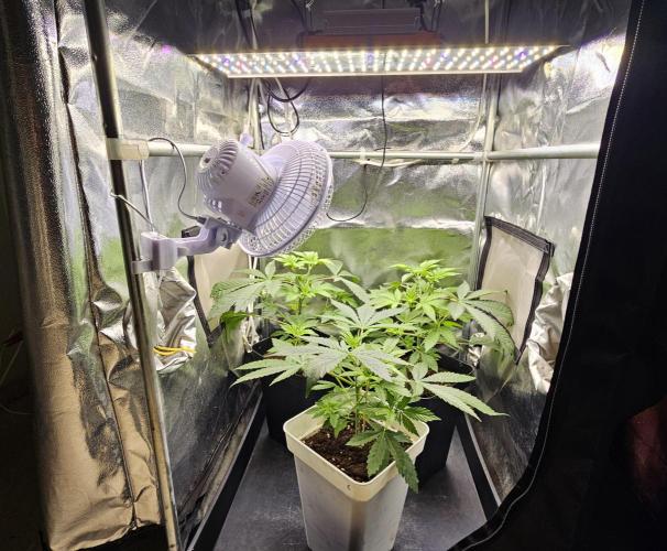 🐭-Sticky Broccoli-🐭. Week 7
