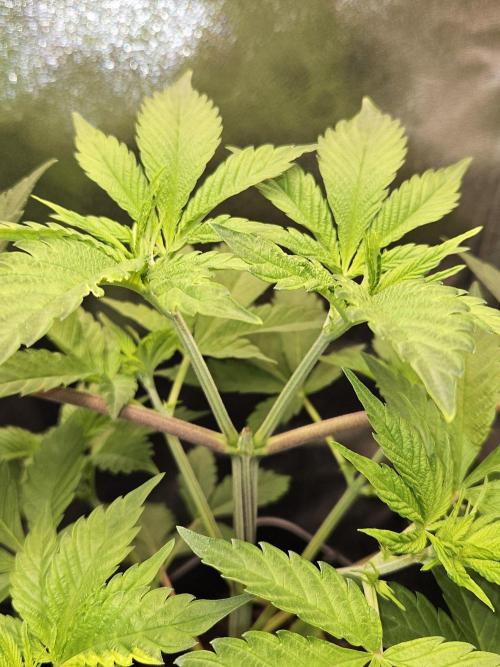 🐭-Sticky Broccoli-🐭. Week 7
