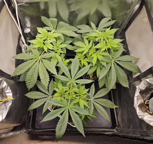 🐭-Sticky Broccoli-🐭. Week 7
