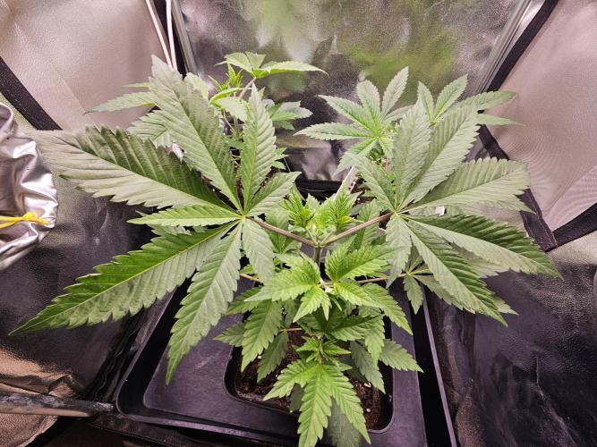 🐭-Sticky Broccoli-🐭. Week 7