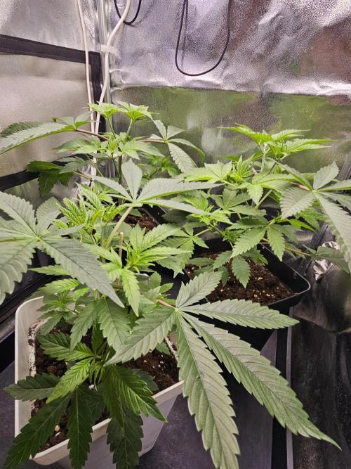 🐭-Sticky Broccoli-🐭. Week 7