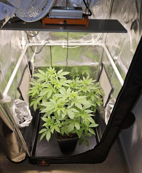 🐭-Sticky Broccoli-🐭. Week 8