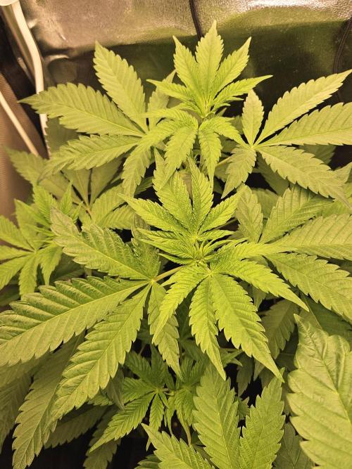 🐭-Sticky Broccoli-🐭. Week 8